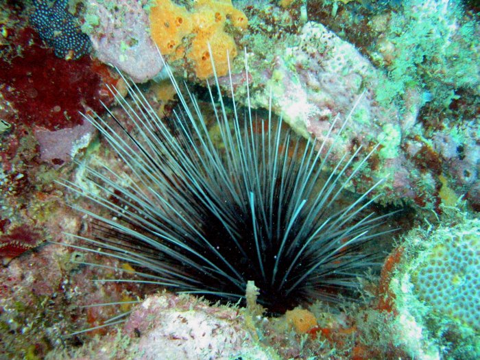 Long-spined urchin