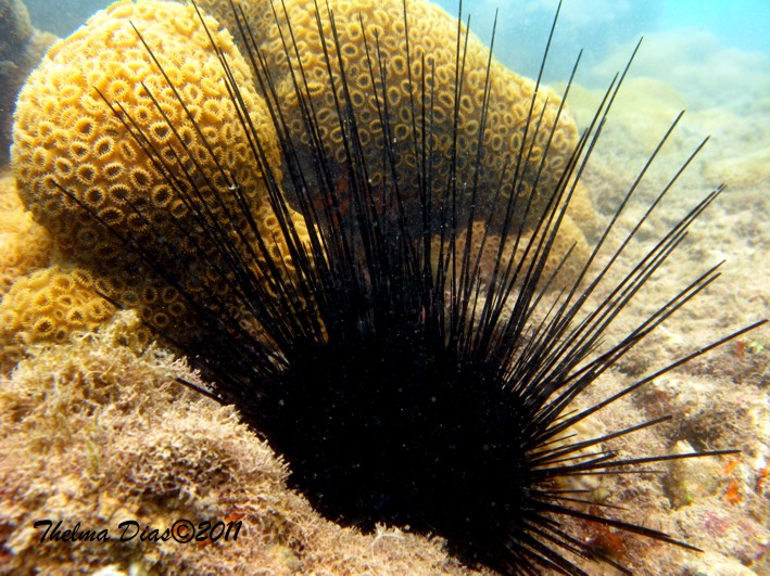 Long-spined urchin